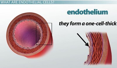 Endothelium
