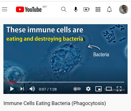 Immune Cells Eating Bacteria